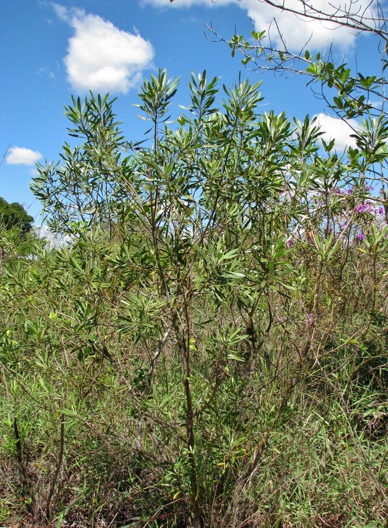 Baccharis rivularis photo 3