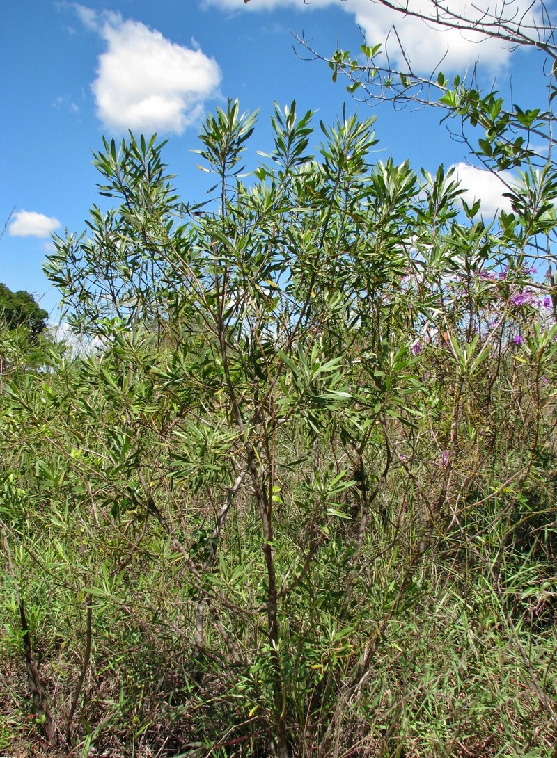 Baccharis rivularis photo 5