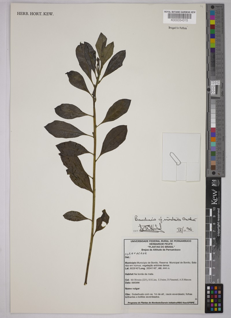 Baccharis rivularis photo 6