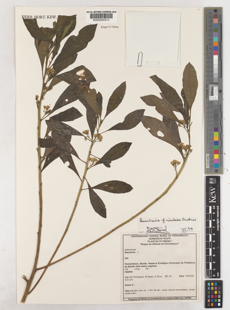 Baccharis rivularis photo 7