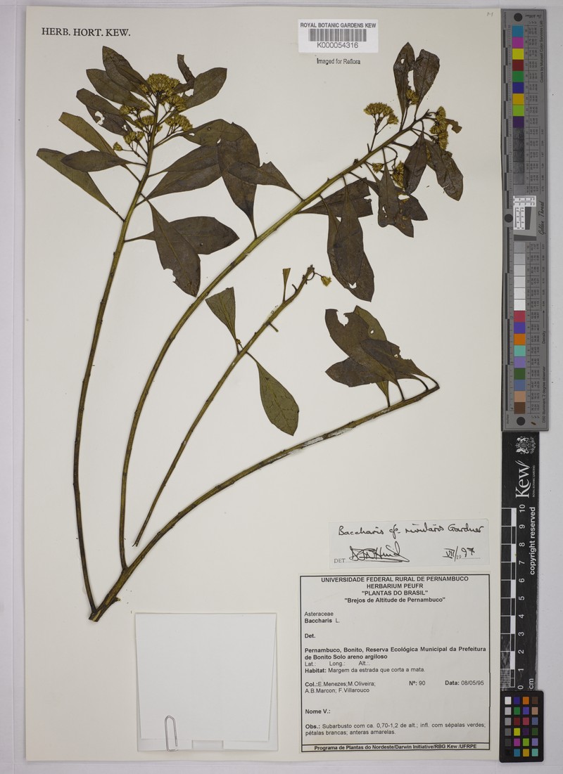 Baccharis rivularis photo 8