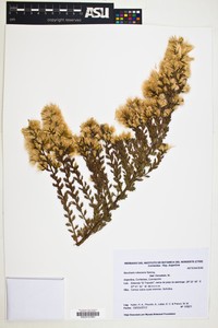 Baccharis rufescens