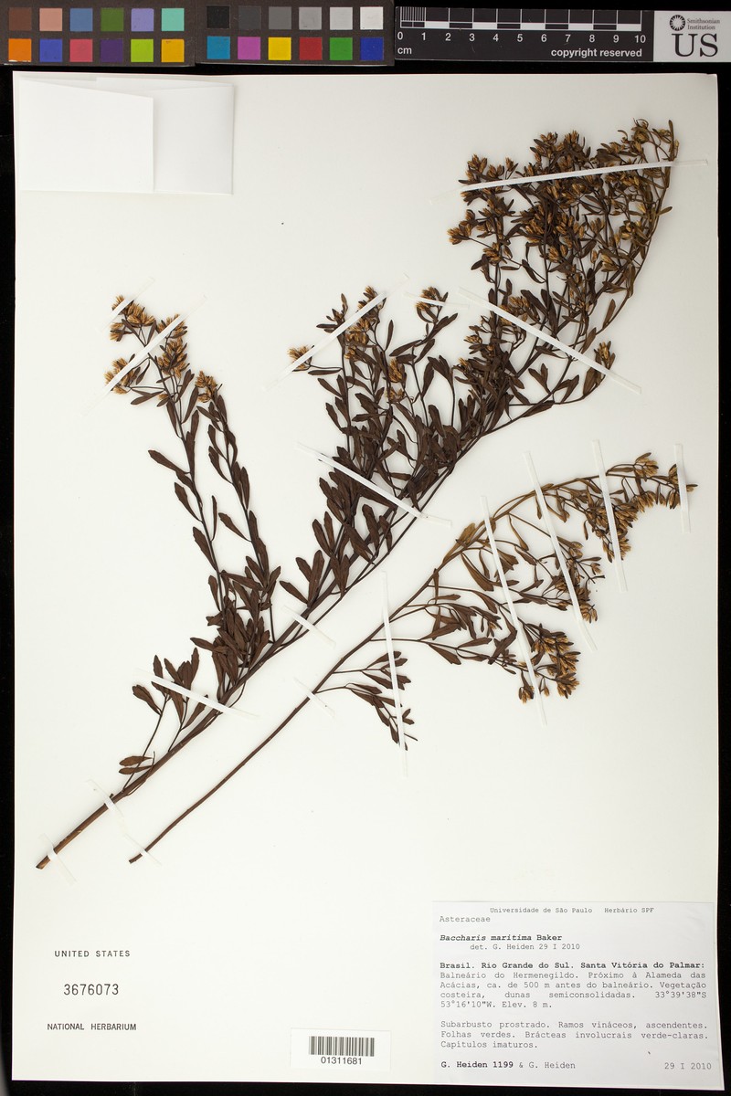Baccharis rufescens photo 2