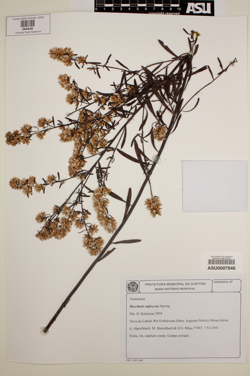 Baccharis rufescens photo 3