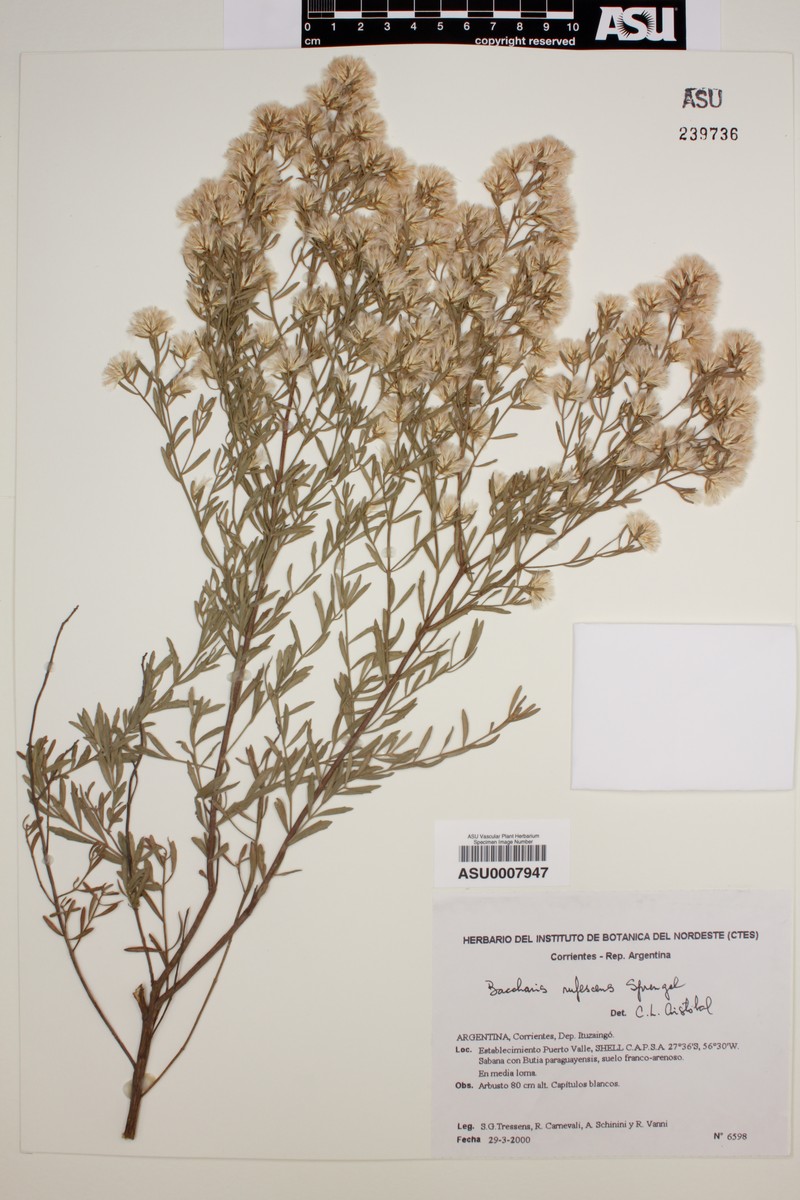 Baccharis rufescens photo 4