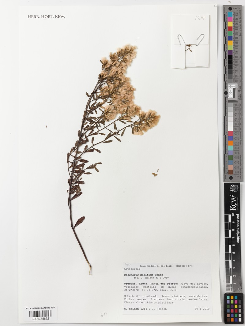 Baccharis rufescens photo 5
