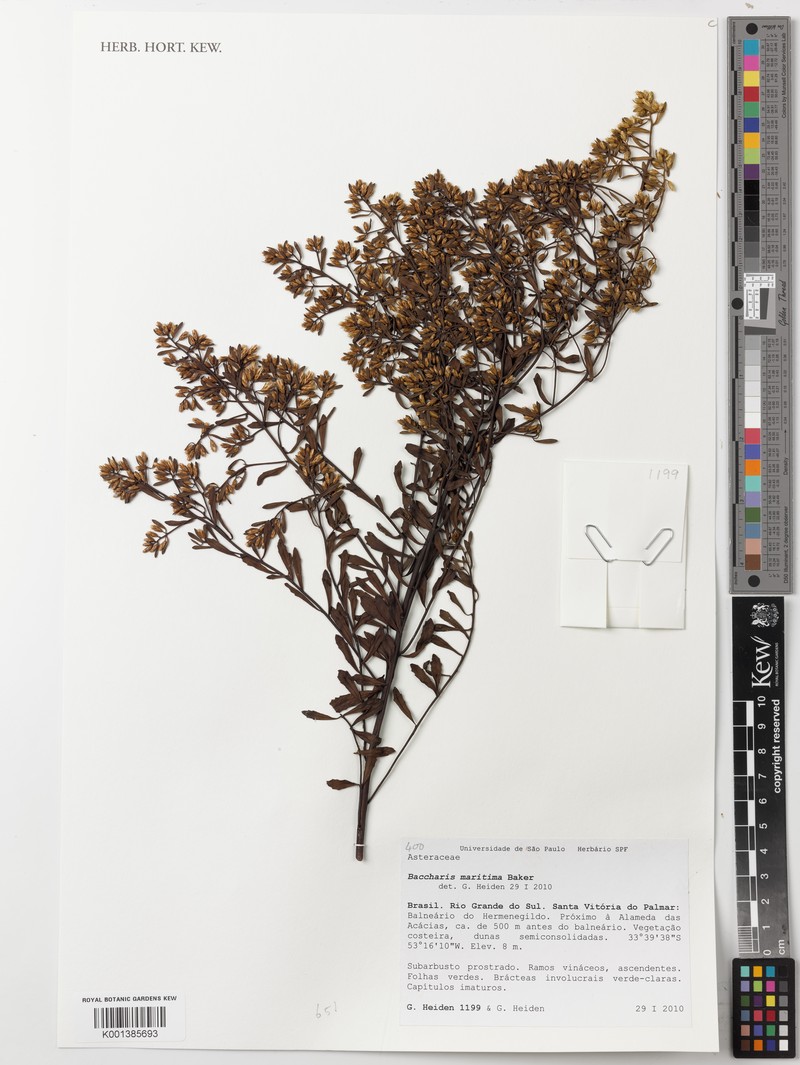 Baccharis rufescens photo 6