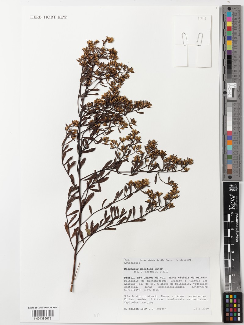 Baccharis rufescens photo 7