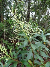 Baccharis rufidula