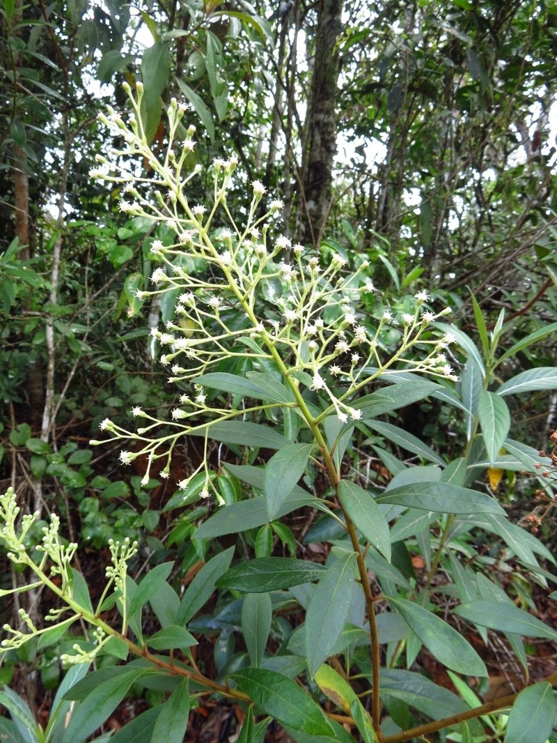Baccharis rufidula photo 2