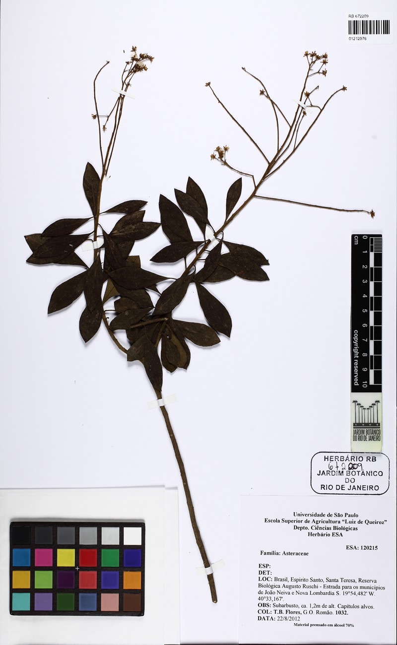 Baccharis rufidula photo 3