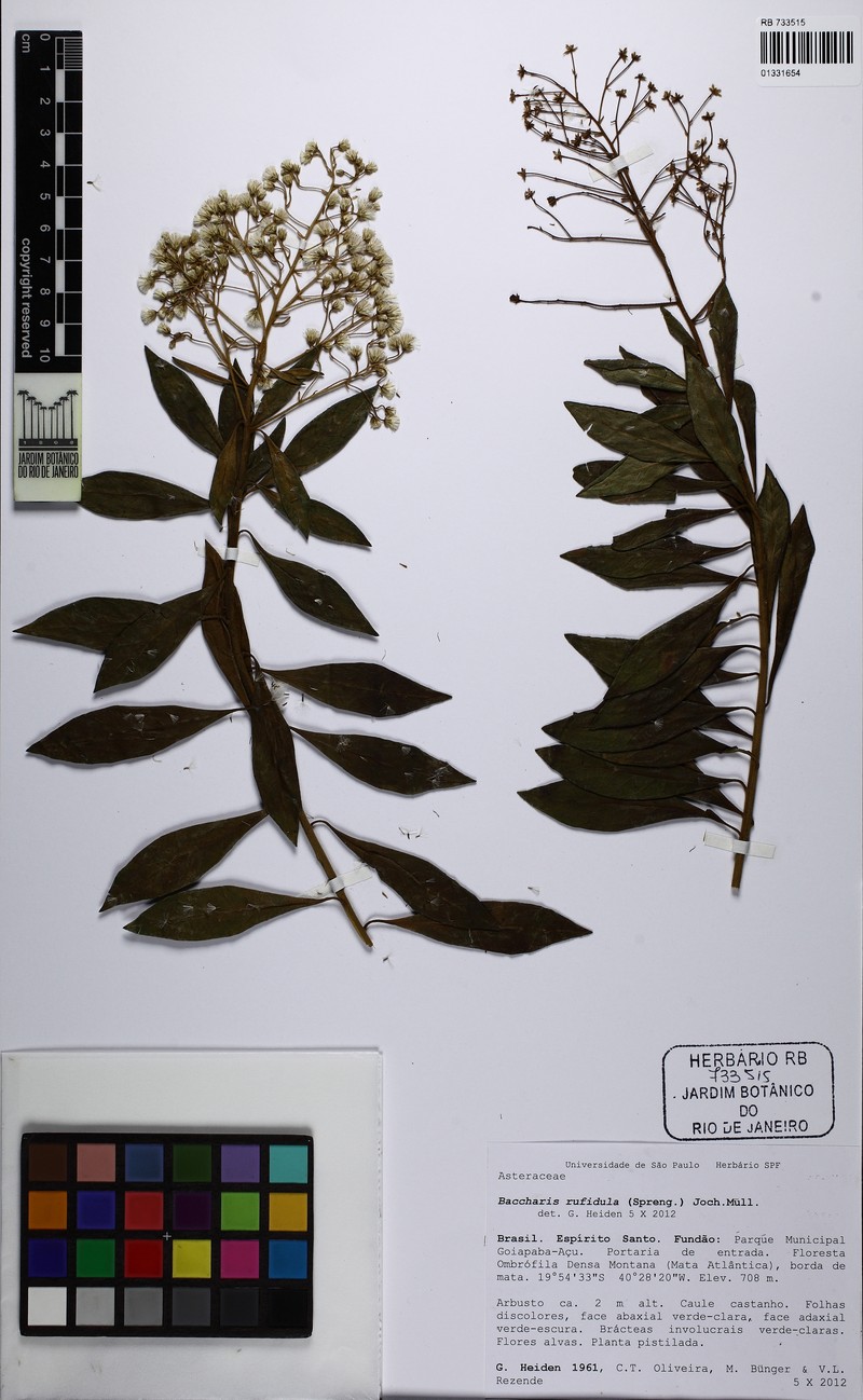 Baccharis rufidula photo 4