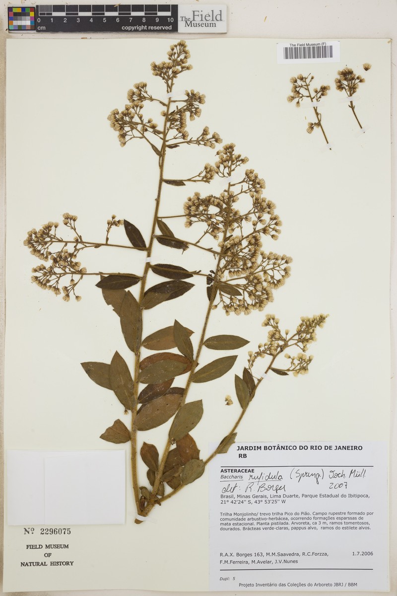 Baccharis rufidula photo 5
