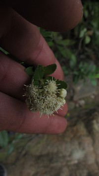 Baccharis rupicola