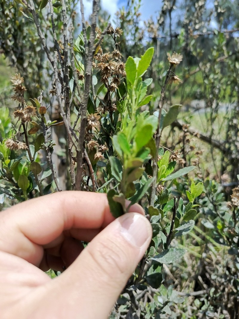 Baccharis rupicola photo 2