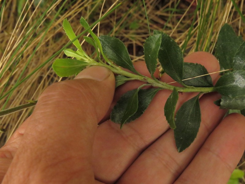 Baccharis rupicola photo 3