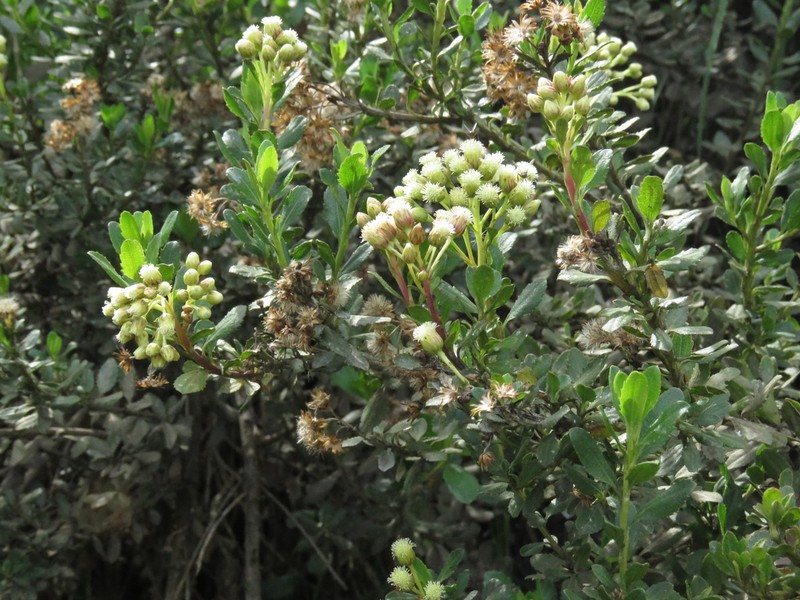 Baccharis rupicola photo 4