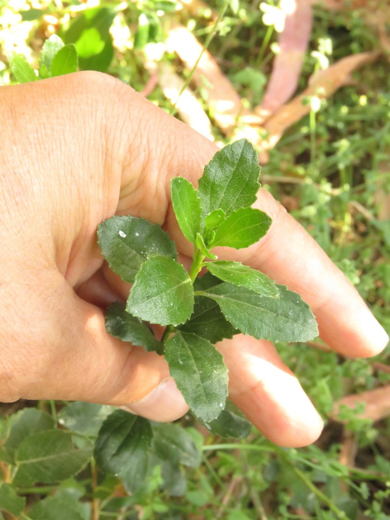 Baccharis rupicola photo 5