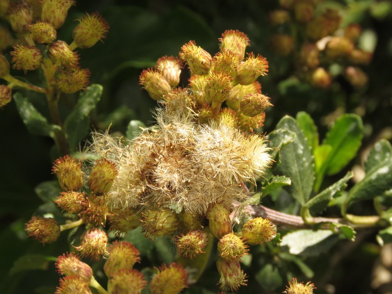 Baccharis rupicola photo 6