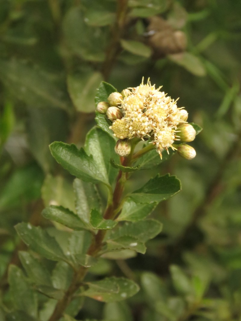 Baccharis rupicola photo 7