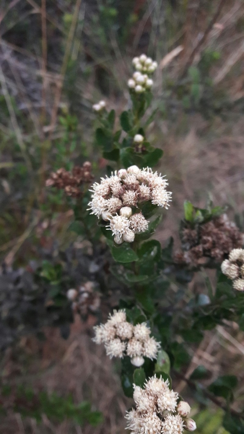 Baccharis rupicola photo 8