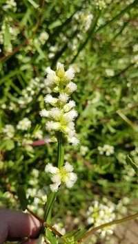 Baccharis sagittalis