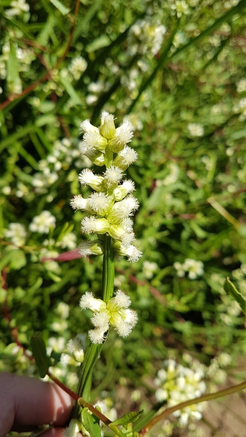 Baccharis sagittalis