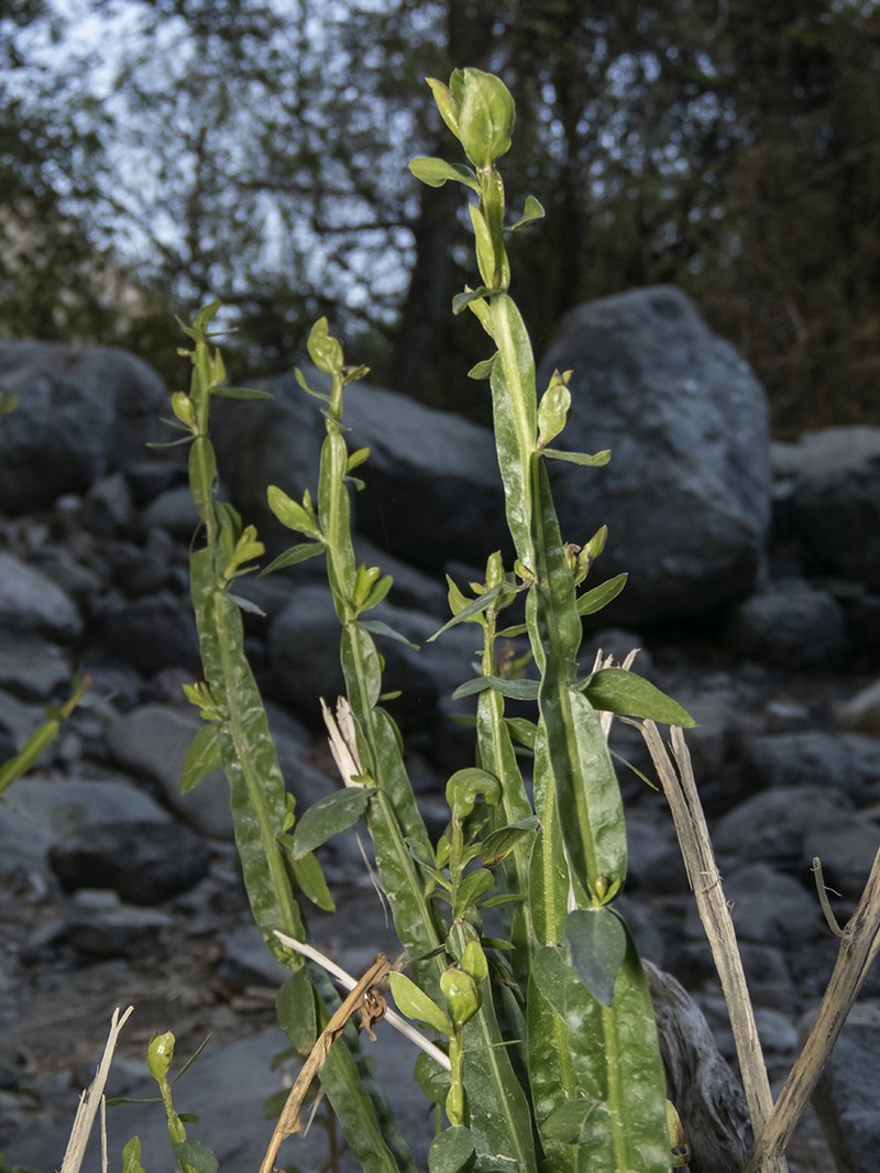 Baccharis sagittalis photo 2