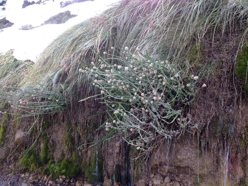 Baccharis sagittalis photo 3