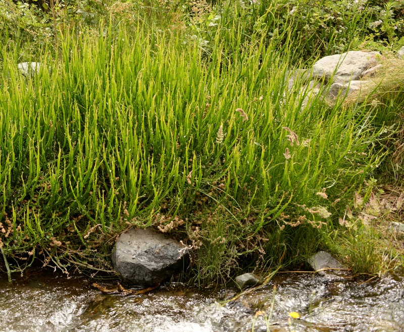 Baccharis sagittalis photo 4