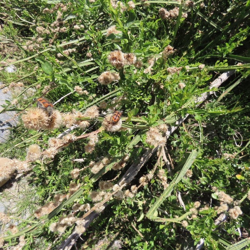 Baccharis sagittalis photo 5