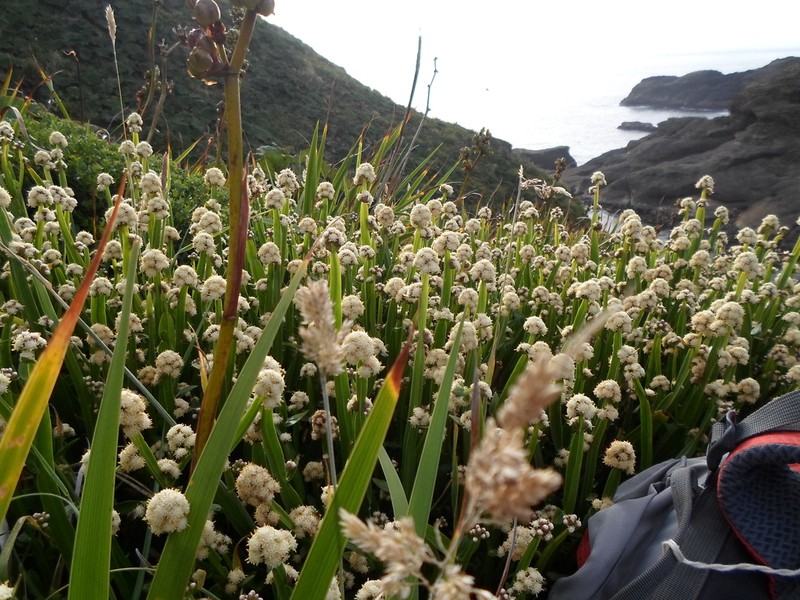 Baccharis sagittalis photo 6