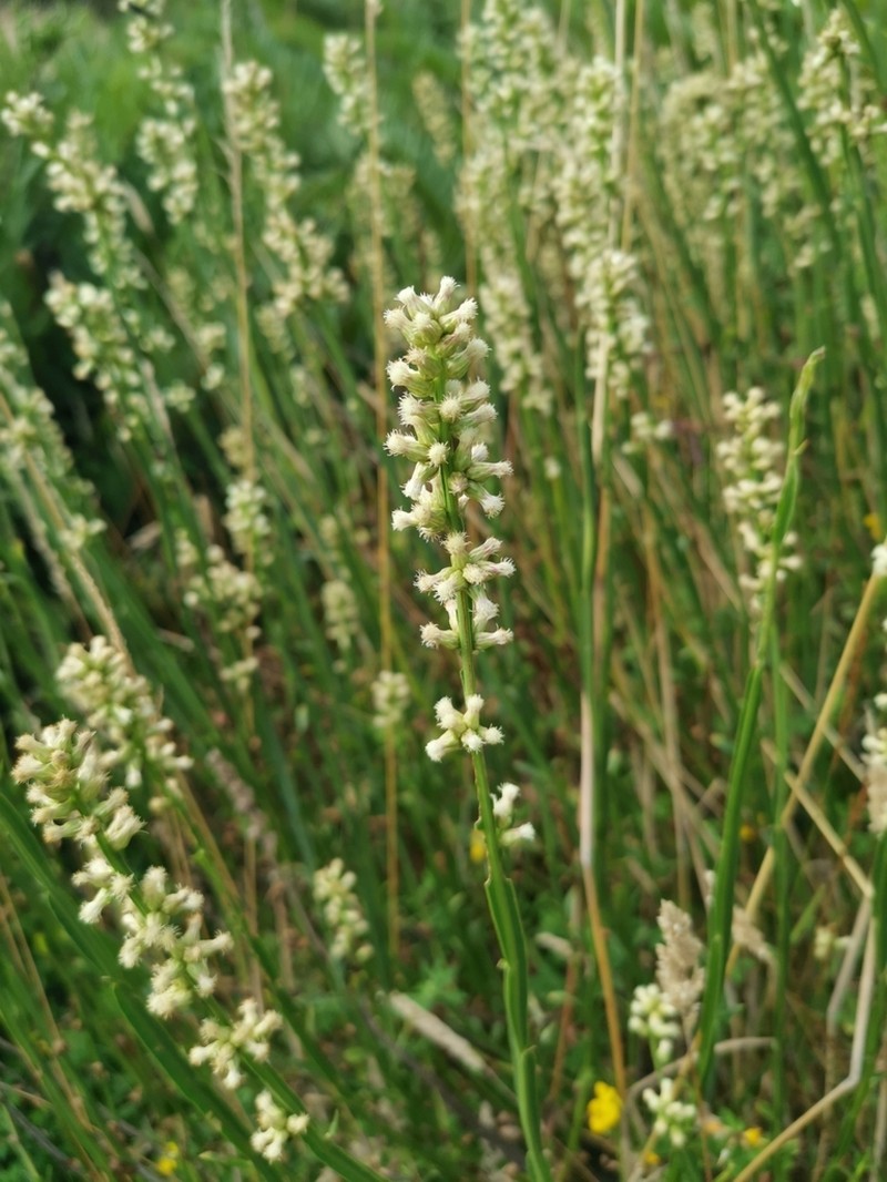 Baccharis sagittalis photo 7