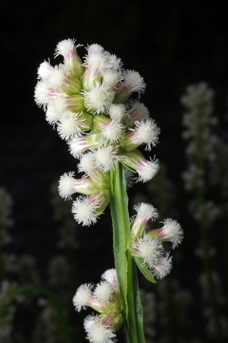 Baccharis sagittalis photo 8