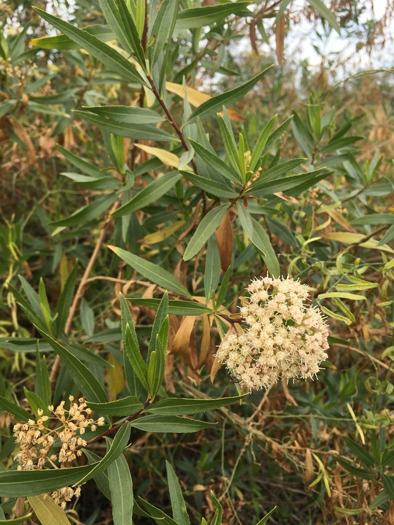Mule-Fat photo 4