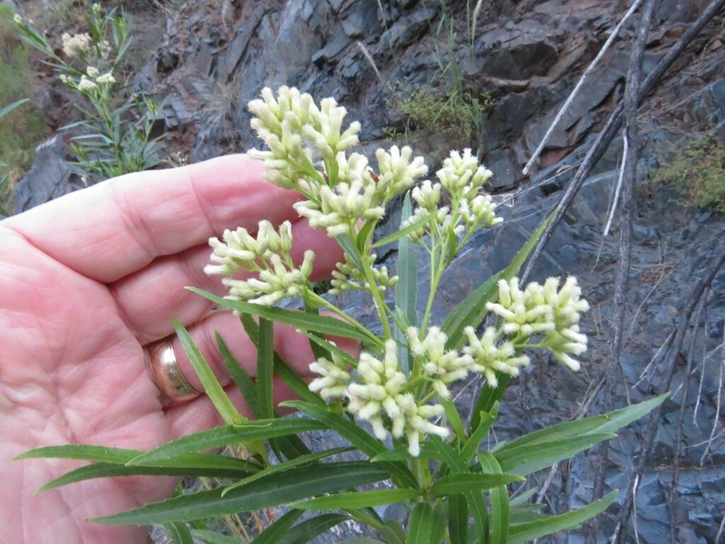 Mule-Fat photo 5