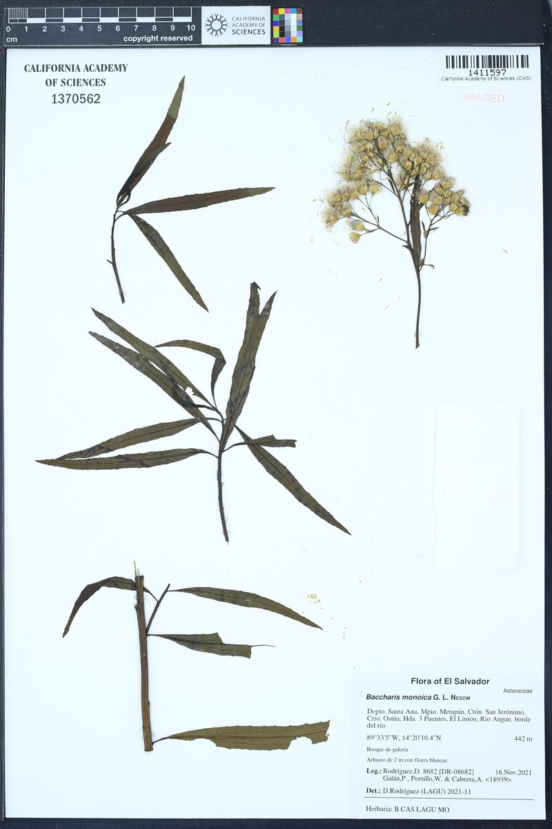 Baccharis salicifolia subsp. monoica