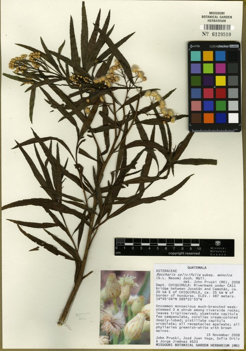 Baccharis salicifolia subsp. monoica photo 2