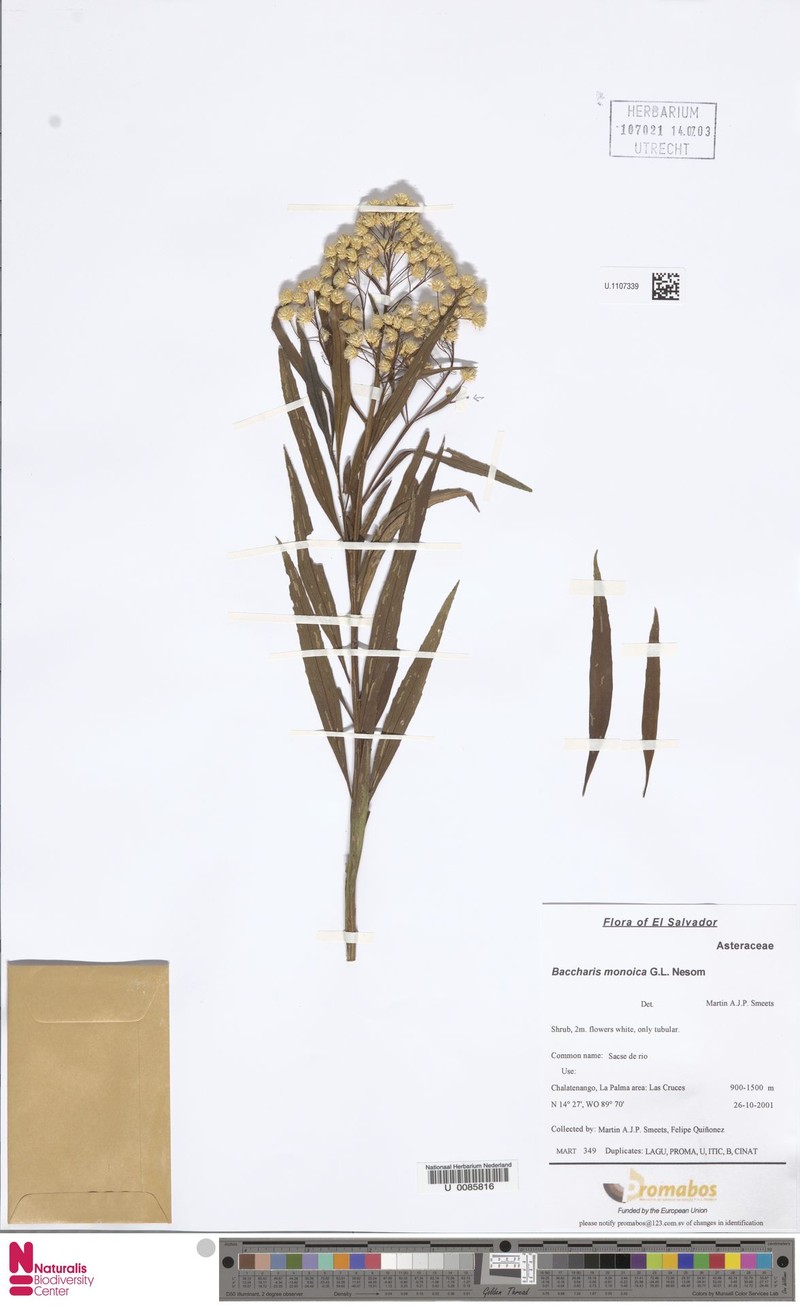 Baccharis salicifolia subsp. monoica photo 3