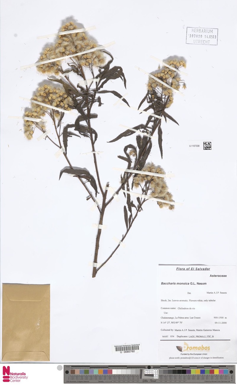 Baccharis salicifolia subsp. monoica photo 4