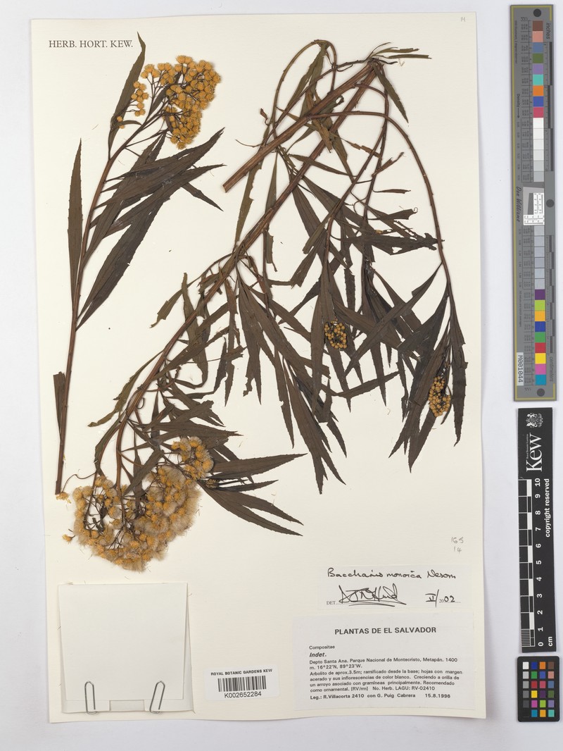 Baccharis salicifolia subsp. monoica photo 5