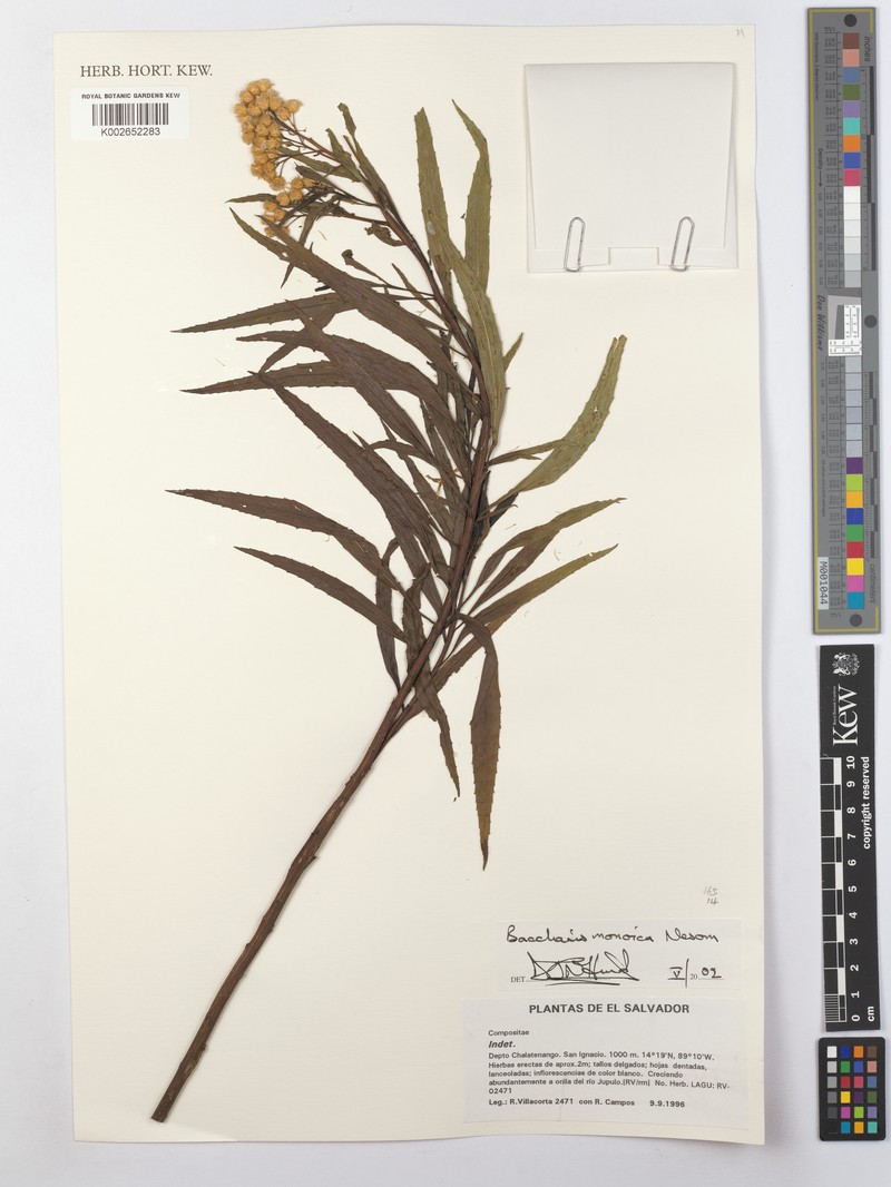 Baccharis salicifolia subsp. monoica photo 6