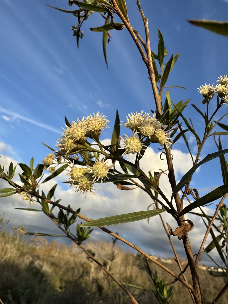 Baccharis salicifolia subsp. salicifolia