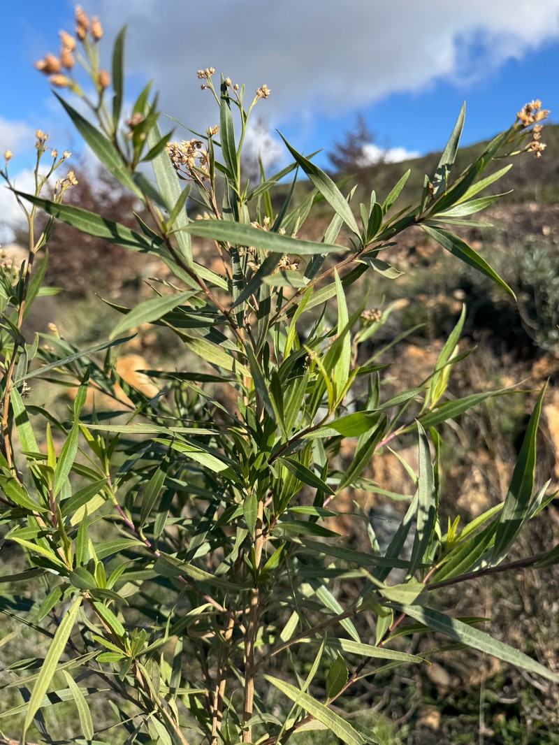 Baccharis salicifolia subsp. salicifolia photo 2