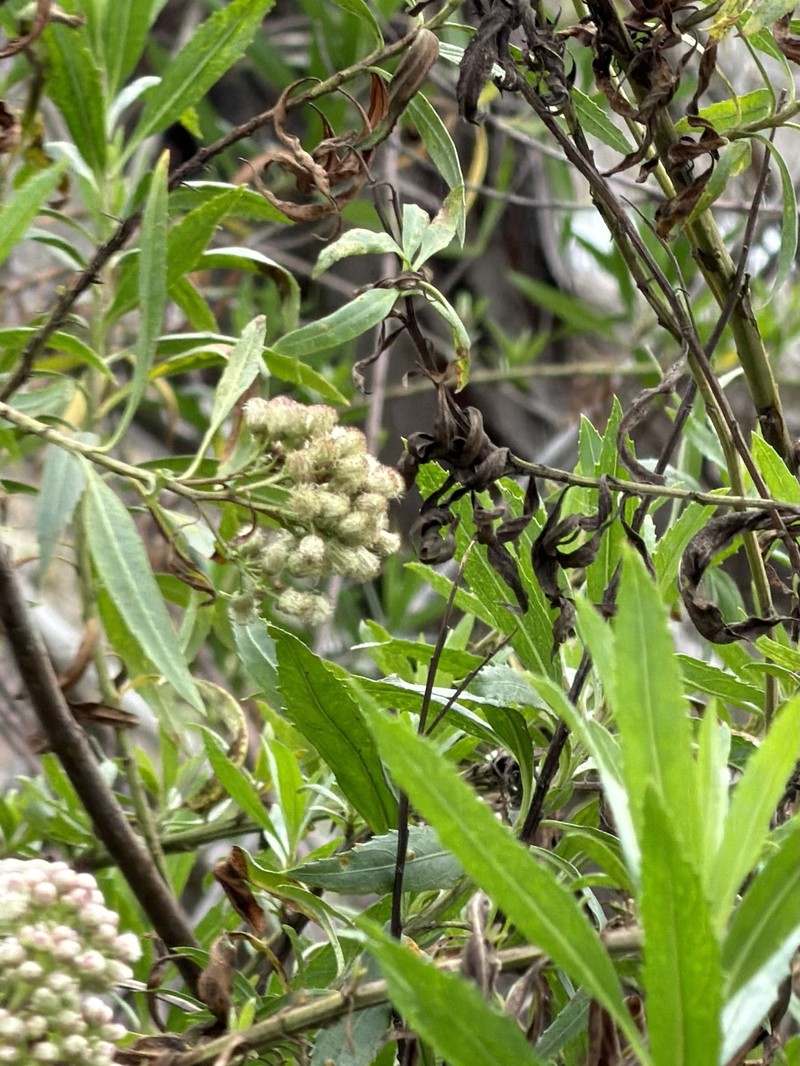 Baccharis salicifolia subsp. salicifolia photo 3