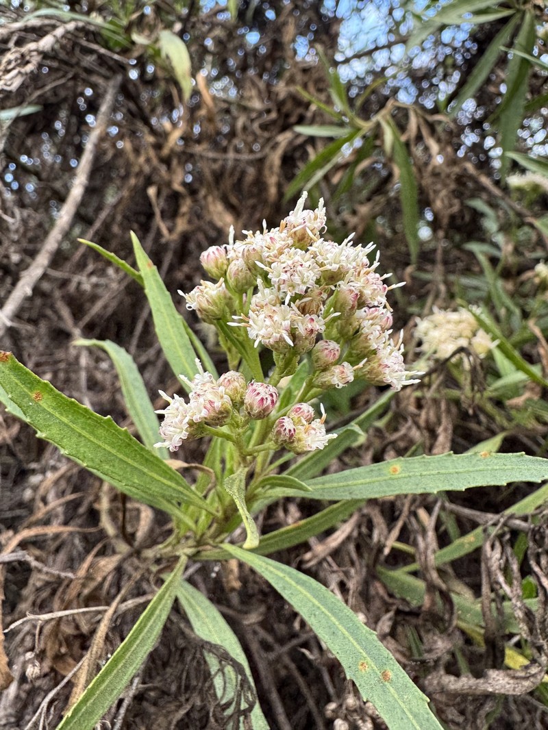 Baccharis salicifolia subsp. salicifolia photo 4