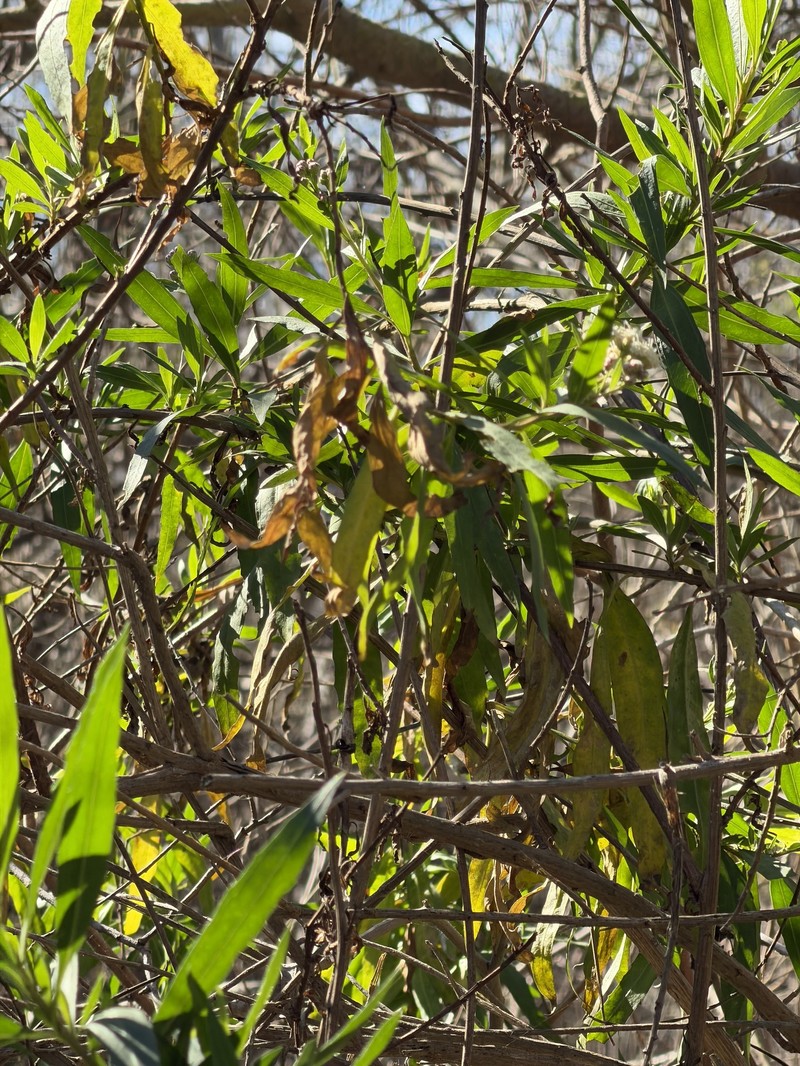 Baccharis salicifolia subsp. salicifolia photo 5