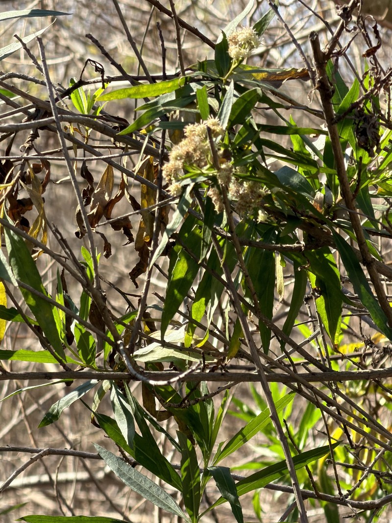 Baccharis salicifolia subsp. salicifolia photo 6