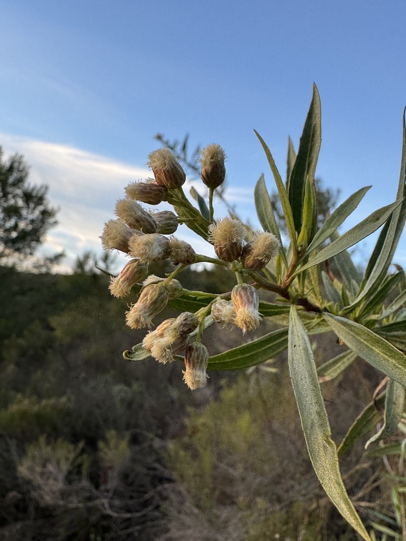 Baccharis salicifolia subsp. salicifolia photo 7