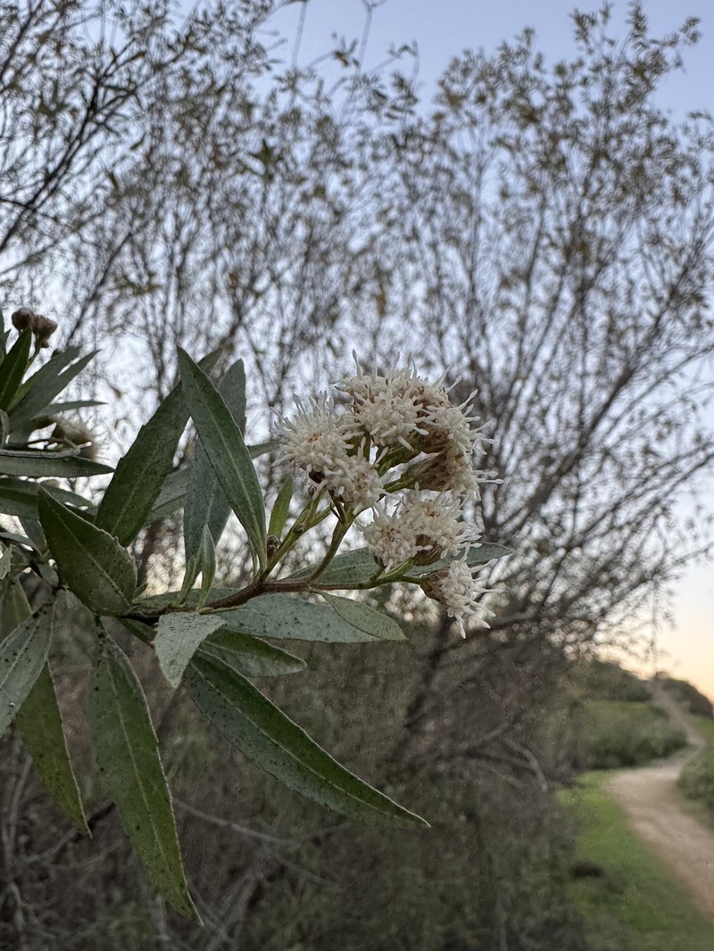 Baccharis salicifolia subsp. salicifolia photo 8